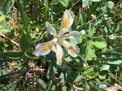 Iris chrysophylla