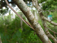 Oxybelis potosiensis