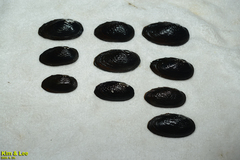 Nodularia douglasiae