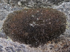 Montanelia disjuncta