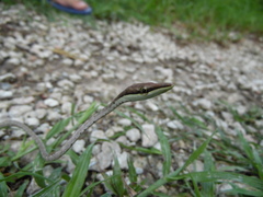 Oxybelis potosiensis