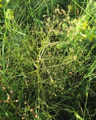 Trinia multicaulis
