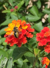 Anthidium florentinum