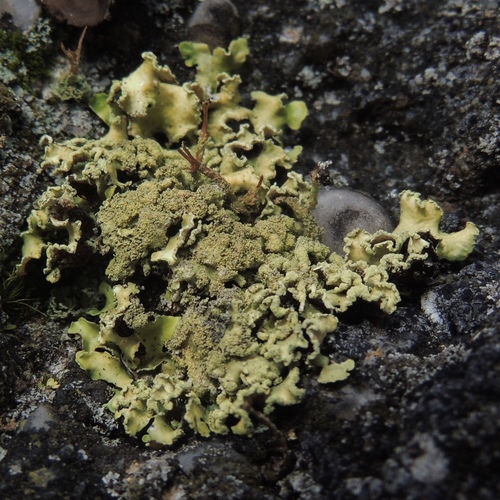 Yellow Ribbon Lichen