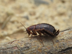 Loboptera