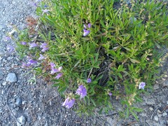 Penstemon fruticosus