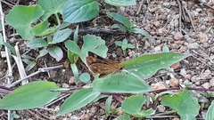 Taractrocera ceramas