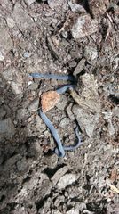 Achalinus formosanus formosanus