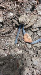 Achalinus formosanus formosanus