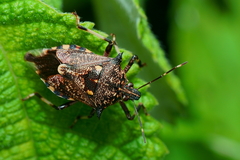 Eocanthecona furcellata