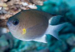 Pycnochromis flavipectoralis