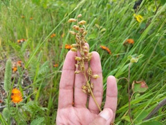 Heuchera richardsonii