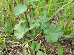 Heuchera richardsonii