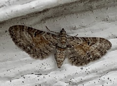 Eupithecia anticaria