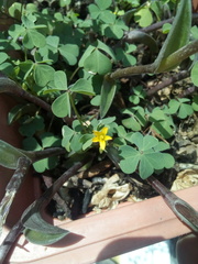 Oxalis corniculata