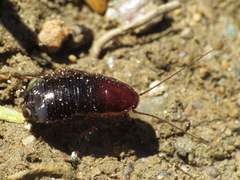 Loboptera