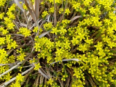 Sedum acre