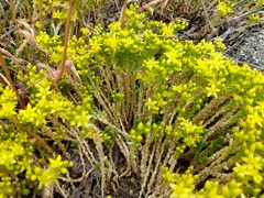 Sedum acre