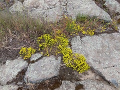 Sedum acre