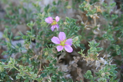 Fagonia mollis
