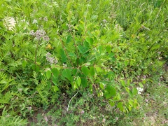 Apocynum androsaemifolium