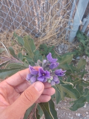 Solanum lanceolatum