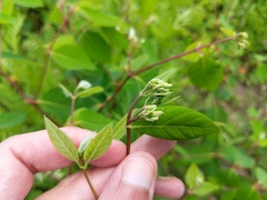 Apocynum androsaemifolium
