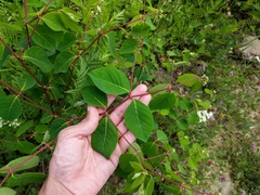 Apocynum androsaemifolium