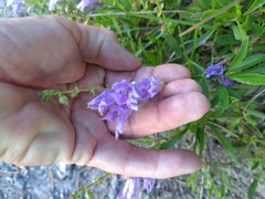 Penstemon fruticosus