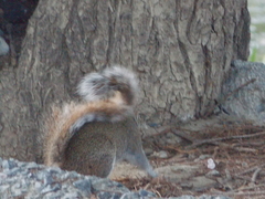 Sciurus alleni