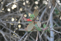 Plicosepalus acaciae