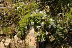Phlox hoodii