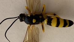 Ichneumon xanthorius