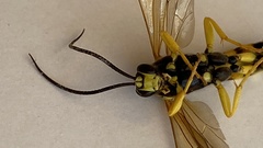 Ichneumon xanthorius