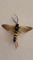 Ichneumon xanthorius