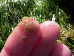 Eurylepta leoparda