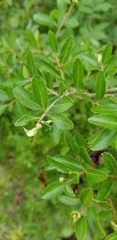 Gyropsylla ilecis