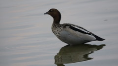 Chenonetta