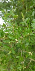 Gyropsylla ilecis