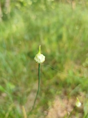 Allium
