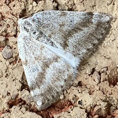 Lomographa semiclarata