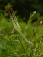 Ceropegia attenuata