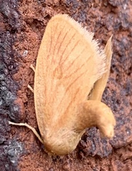 Tortricidia testacea