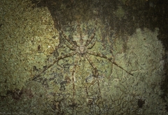 Tamopsis brisbanensis
