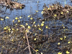 Utricularia minor