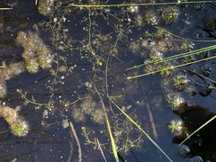 Utricularia minor