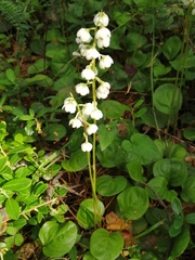 Pyrola media