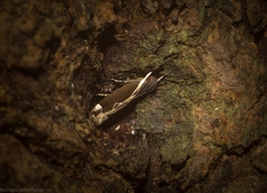 Chaliniastis astrapaea