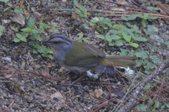 Arremonops chloronotus