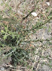 Malacothrix saxatilis tenuifolia